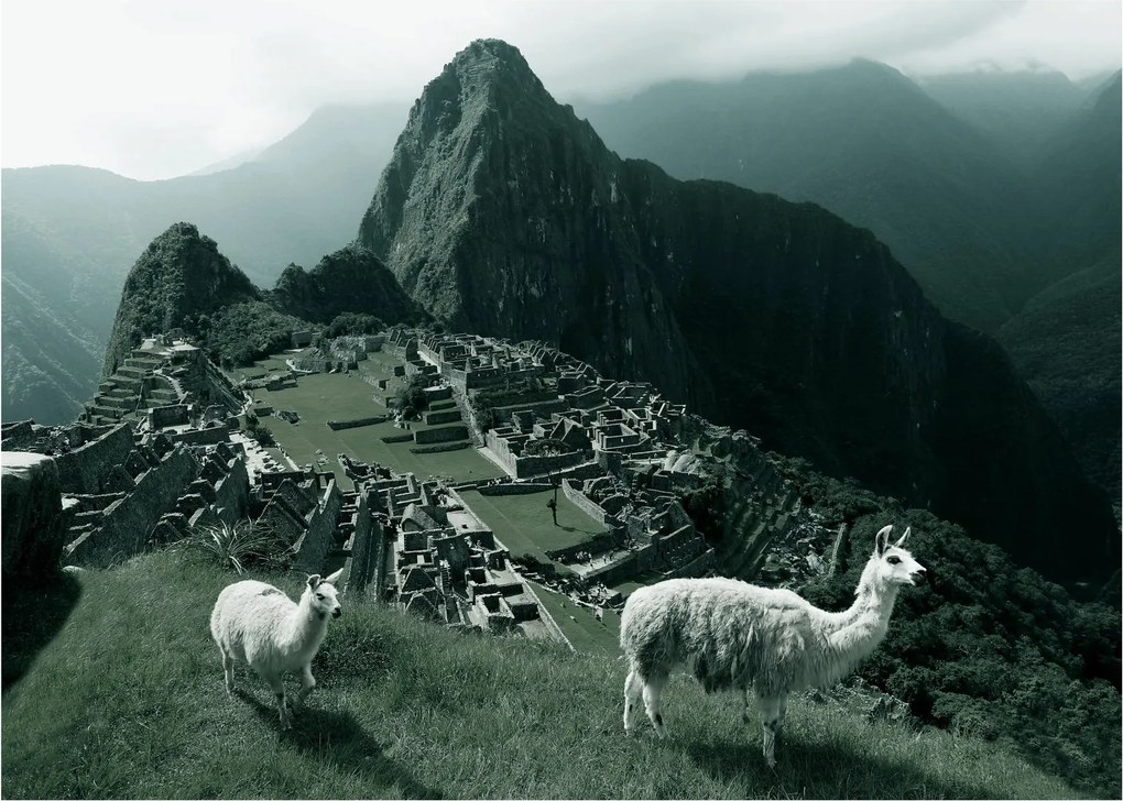 Tablou pe sticlă - Lamas la Machu Picchu în Peru (70x50 cm)