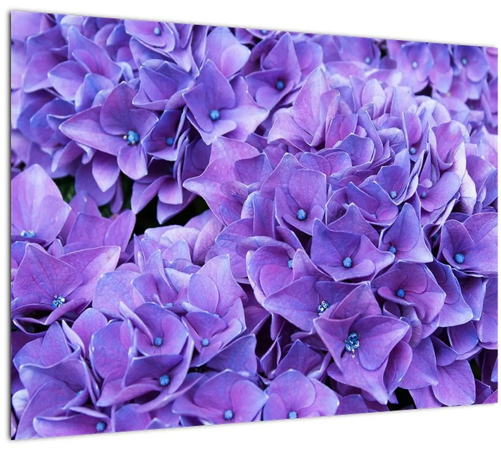 Tablou pe sticlă cu flori violete (70x50 cm)