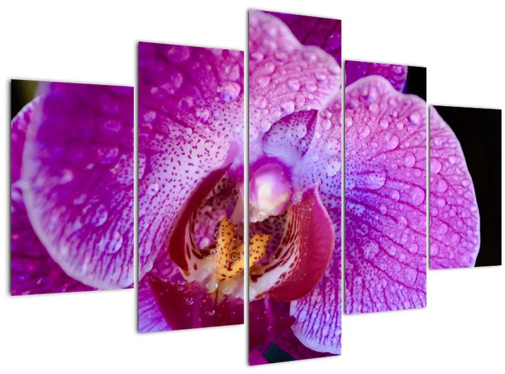 Tablou detailat cu floare de orhidee (150x105 cm)