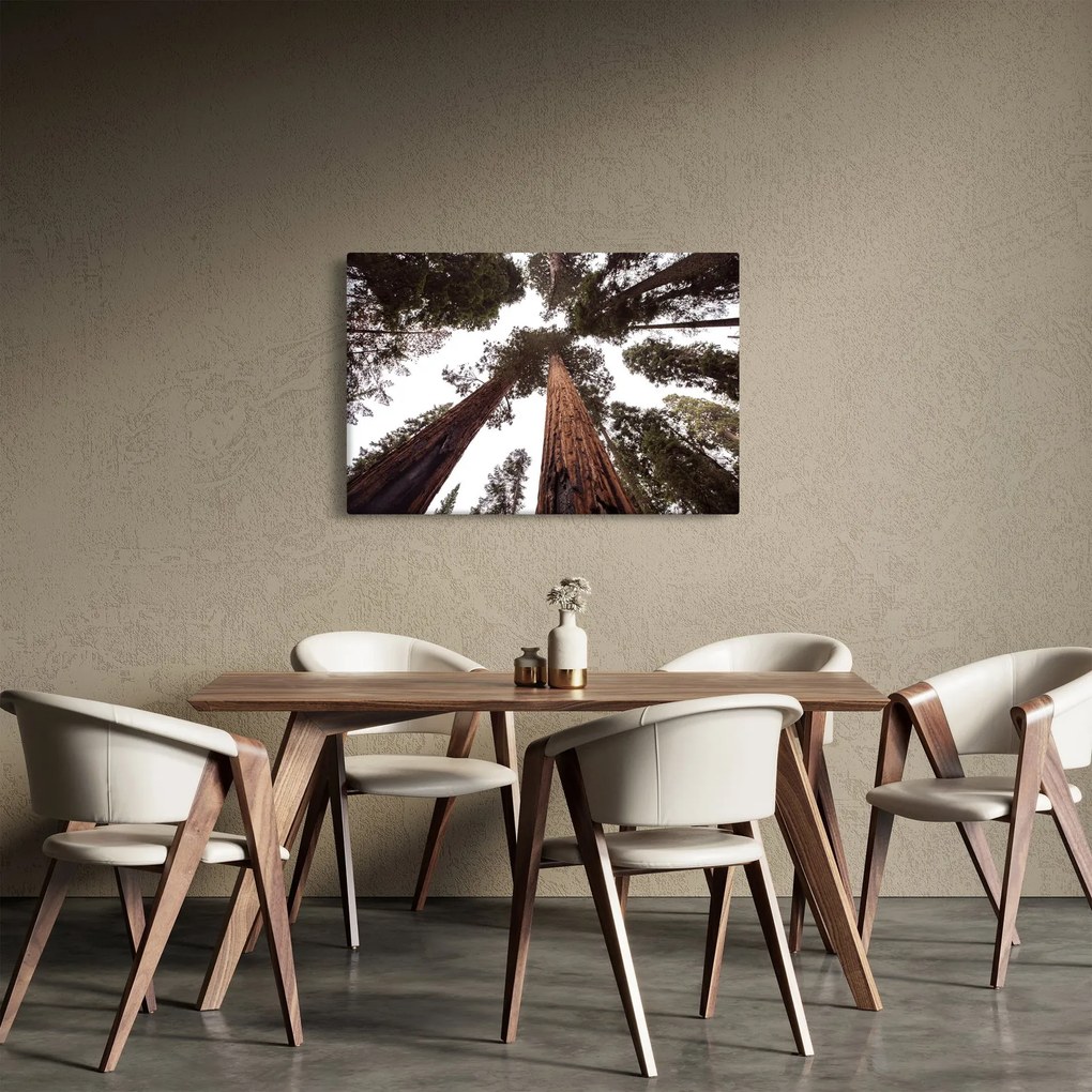 Tablou - Privire prin vârfurile copacilor (90x60 cm)