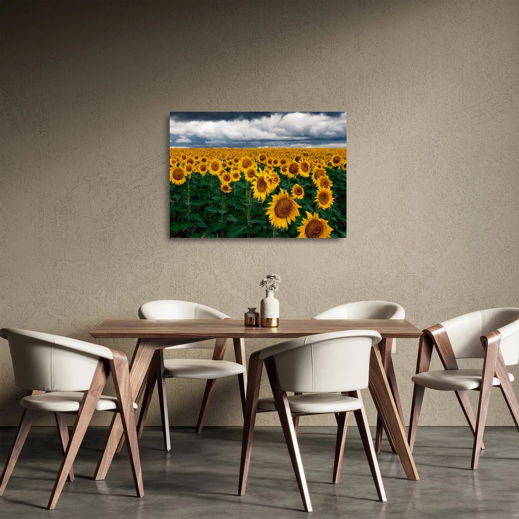 Tablou pe sticlă câmpului de floarea soarelui (70x50 cm)