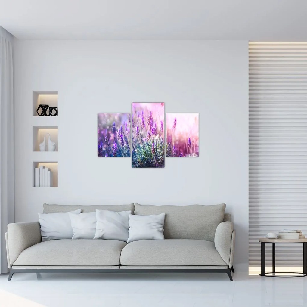 Tablou - Lavandă în strălucirea soarelui (90x60 cm)