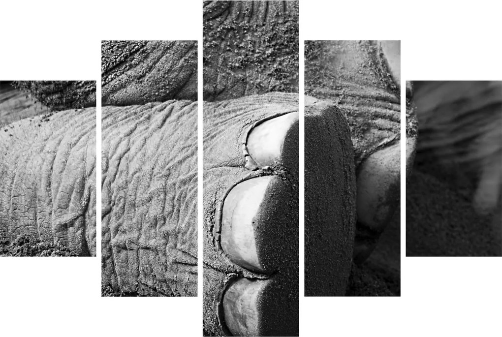 Tablou - Picior de elefant (150x105 cm)