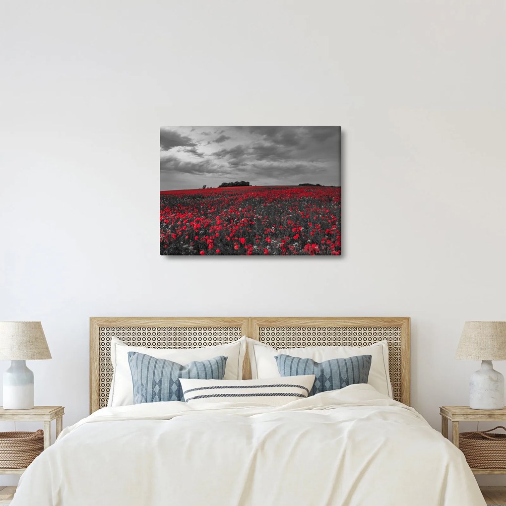 Tablou cu maci (70x50 cm)