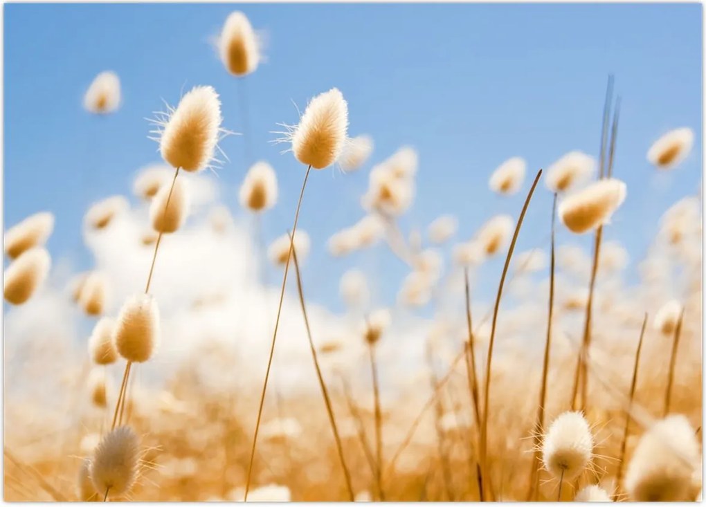 Tablou - Câmp de aur (70x50 cm)