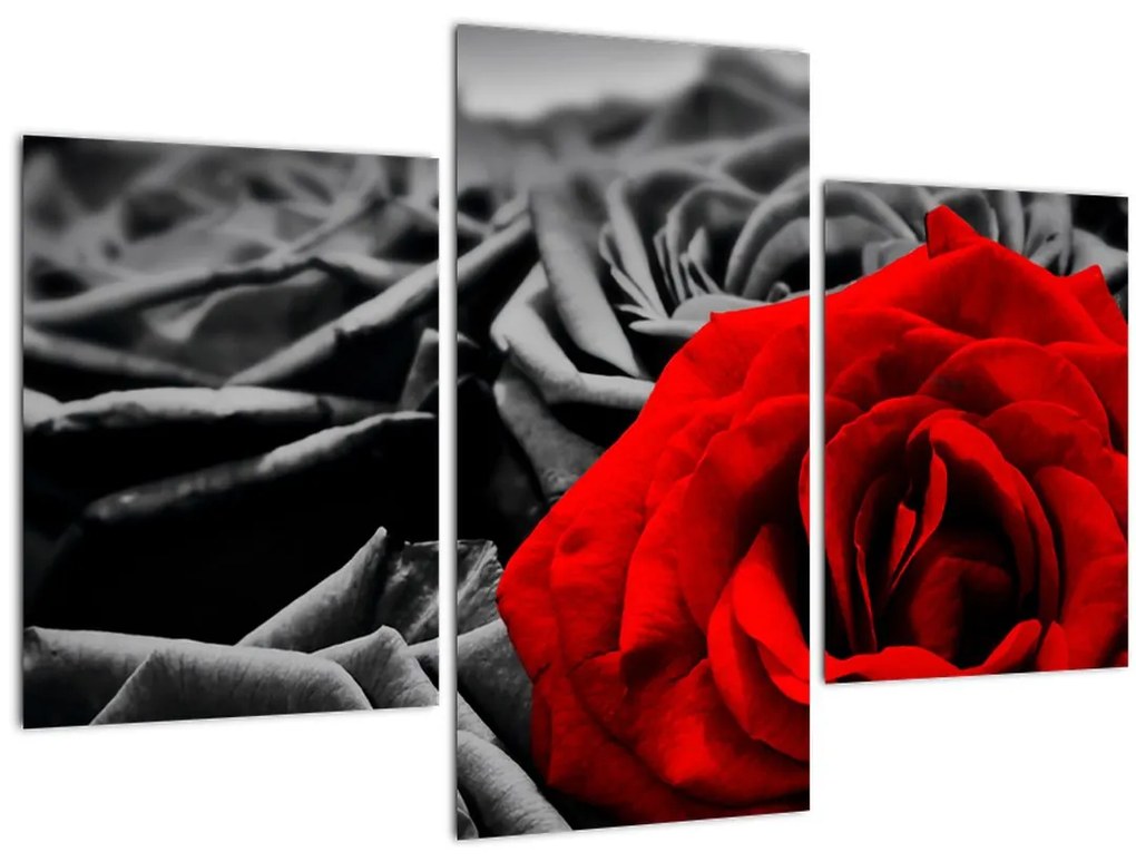 Tablou - Flori de trandafir (90x60 cm)