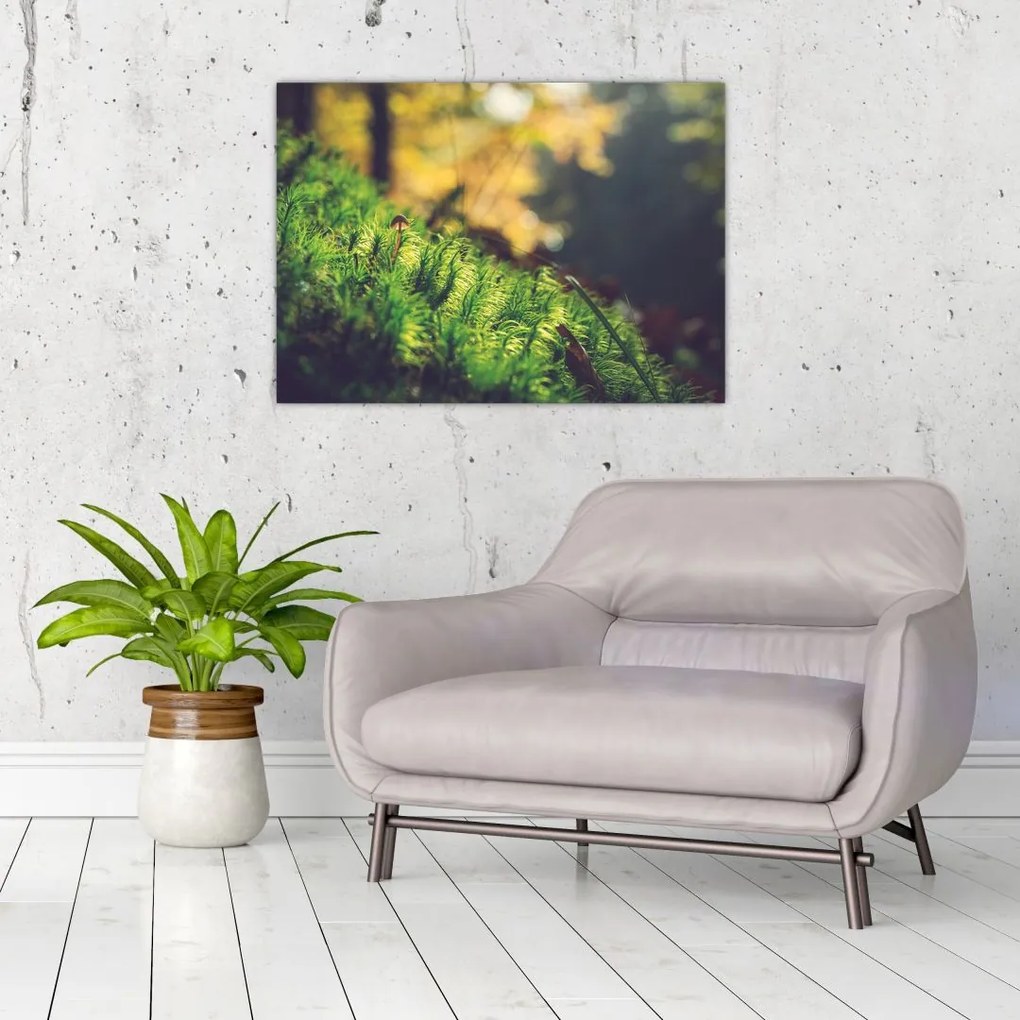 Tablou - Ciupercă și muschi (70x50 cm)