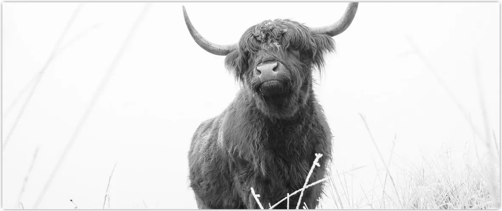 Tablou - Vacă scoțiană 4,alb-negru (120x50 cm)