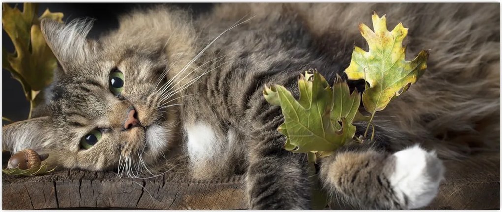 Tablou - Pisica mincinoasă (120x50 cm)