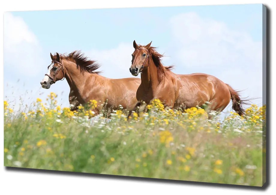 Tablou pe pânză canvas Doi cai în galop