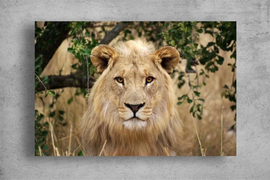 Tablouri Canvas Animale - Leul la pozat