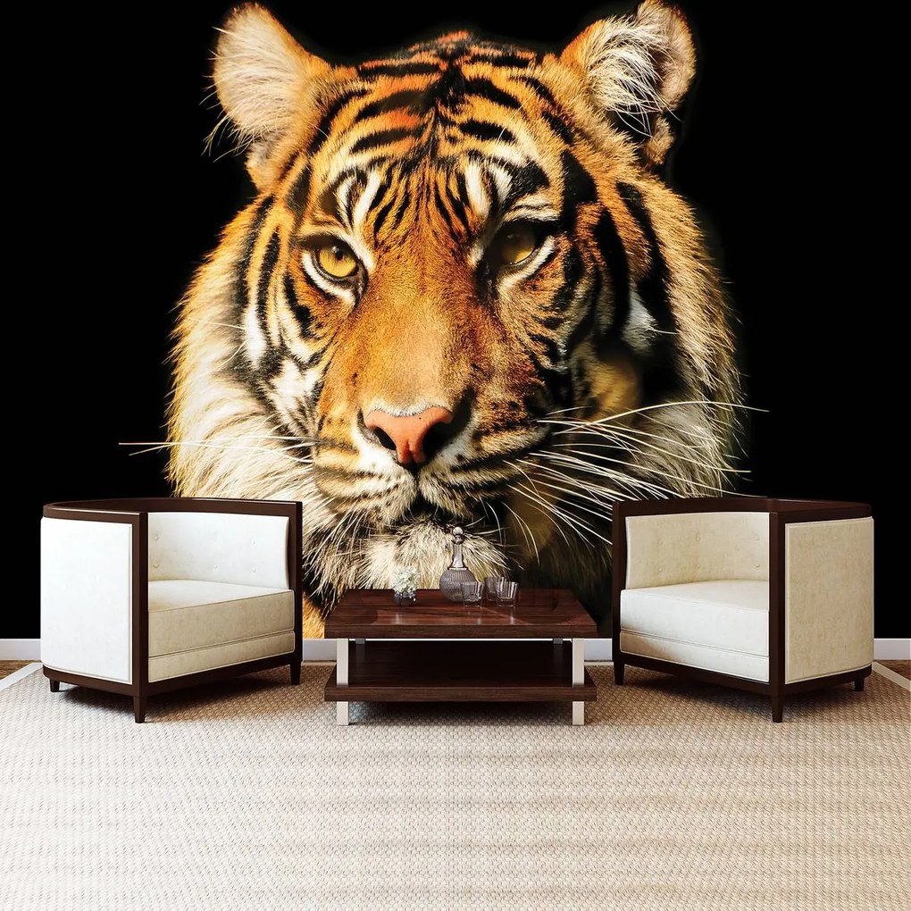 Fototapet - Tigrul maiestuos (254x184 cm), în 8 de alte dimensiuni noi