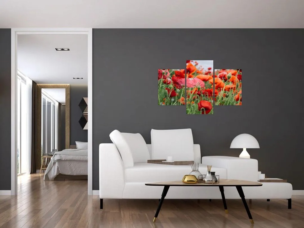 Tablou din câmp cu maci (90x60 cm)