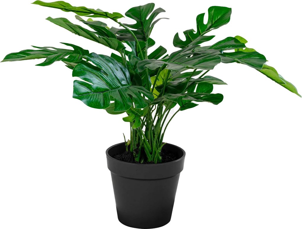 Monstera Minselia 2 (verde). Promo -15%. 1147174