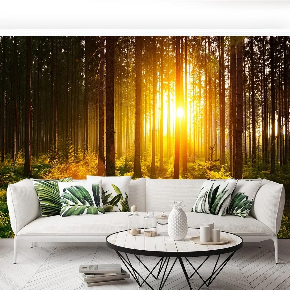 Fototapet Forest Sun