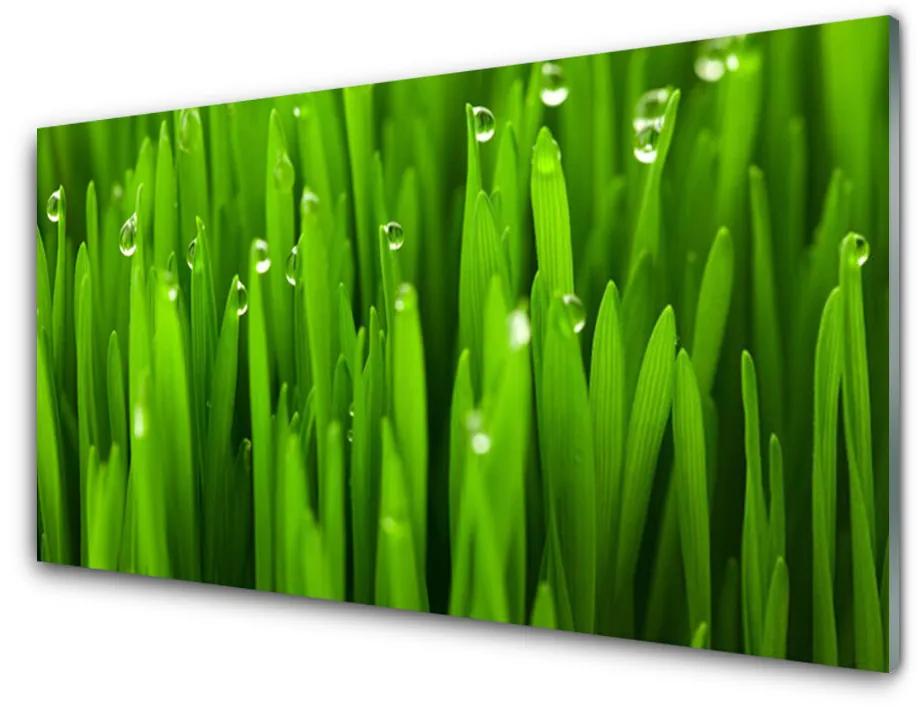 Tablou pe sticla acrilica Iarbă Natura verde