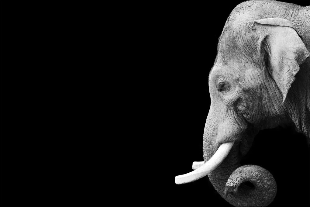 Tablou - Elefant (90x60 cm)