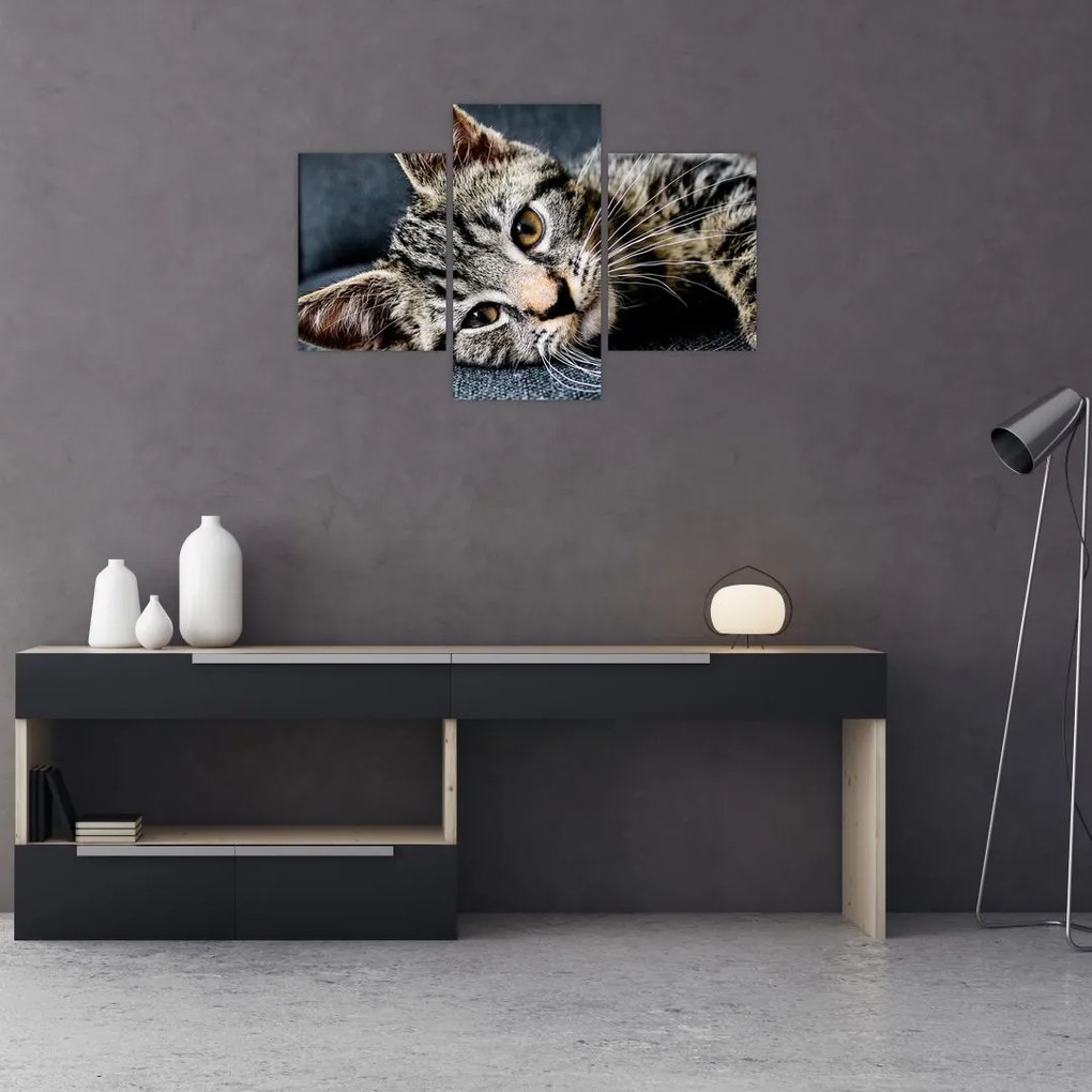 Tablou - Pisoi (90x60 cm)