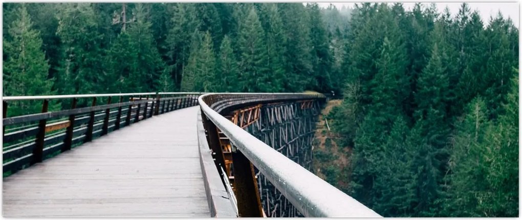 Tablou - Pod spre vârfurile copacilor (120x50 cm)