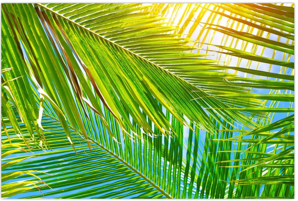 Tablou - Frunze de palmier (90x60 cm)