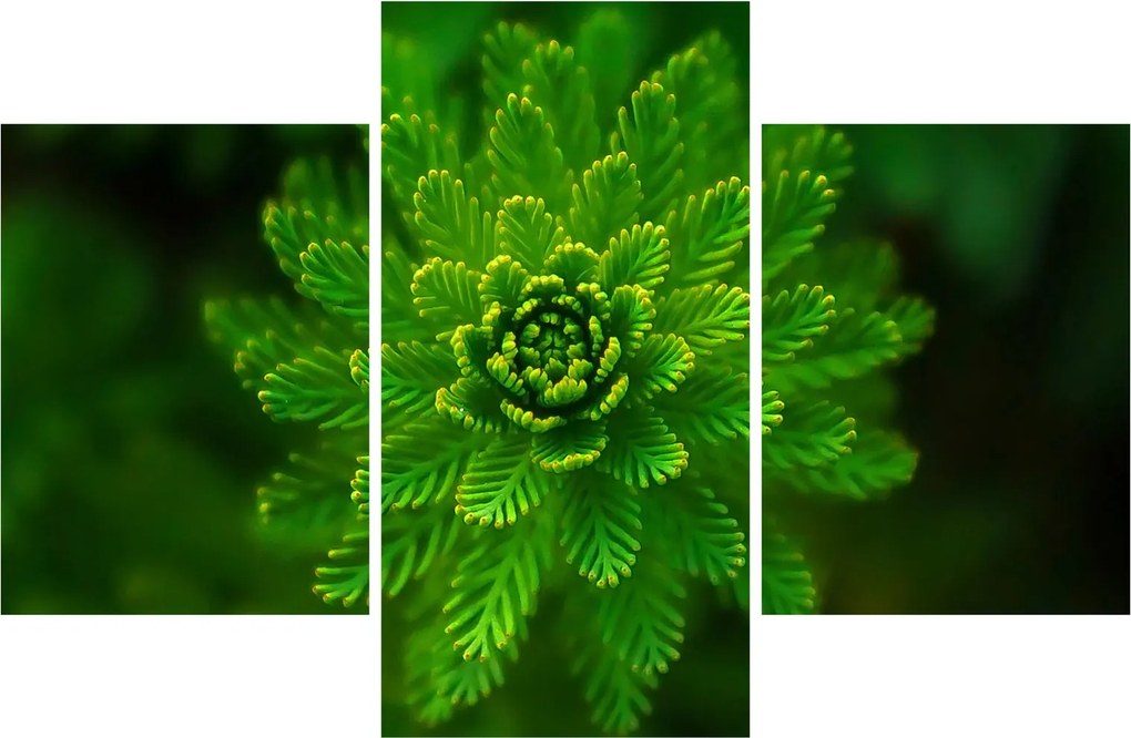 Tablou cu coniferi (90x60 cm)