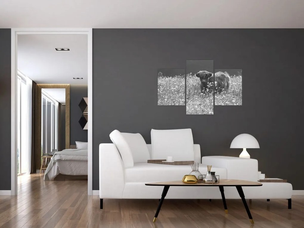 Tablou - Vacă scoțiană 5,alb-negru (90x60 cm)