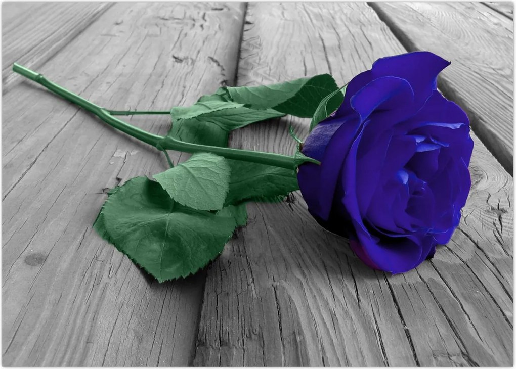 Tablou - Trandafir albastru cu tulpina verde (70x50 cm)