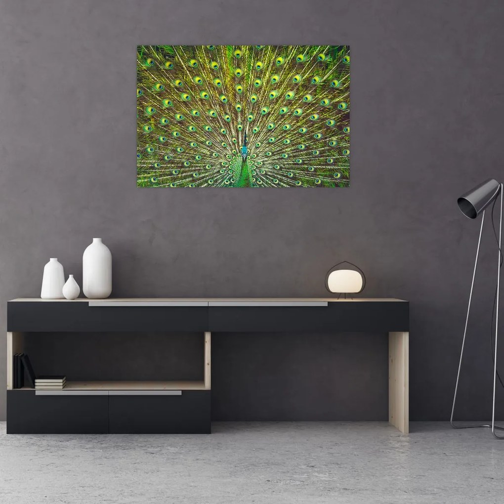 Tablou - Peacock (90x60 cm)