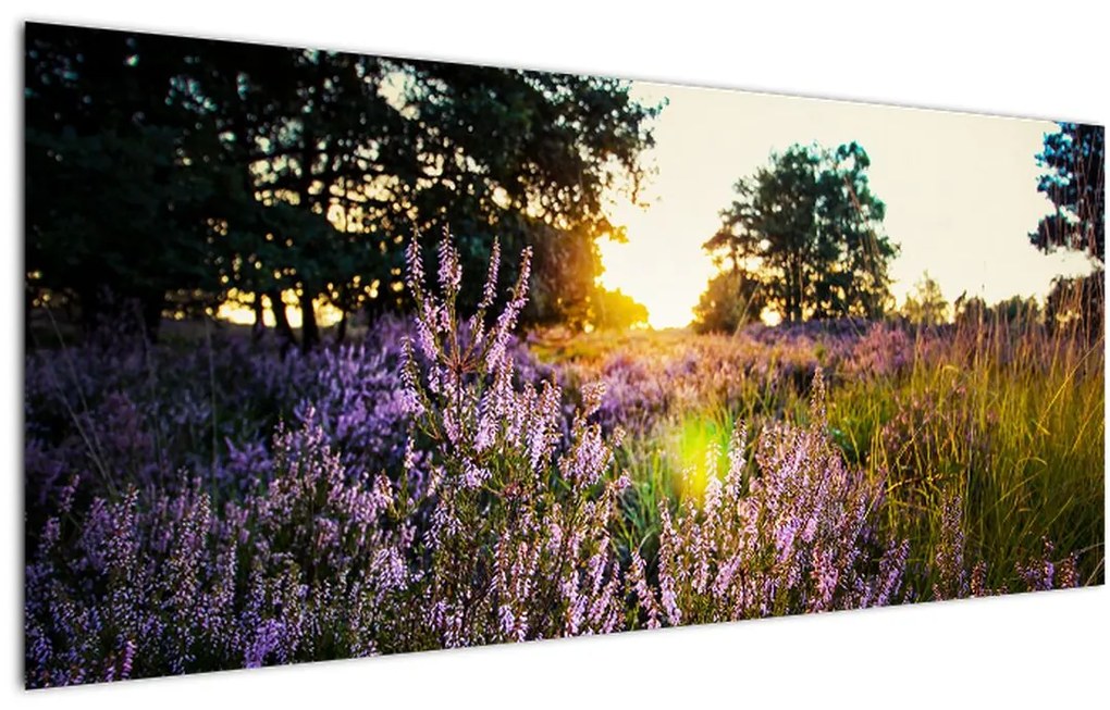 Tablou - Câmp cu lavandă (120x50 cm)