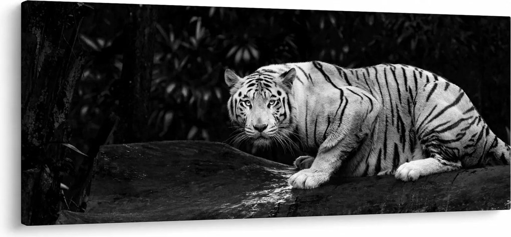 Tablou - Tigru alb, alb-negru (120x50 cm)