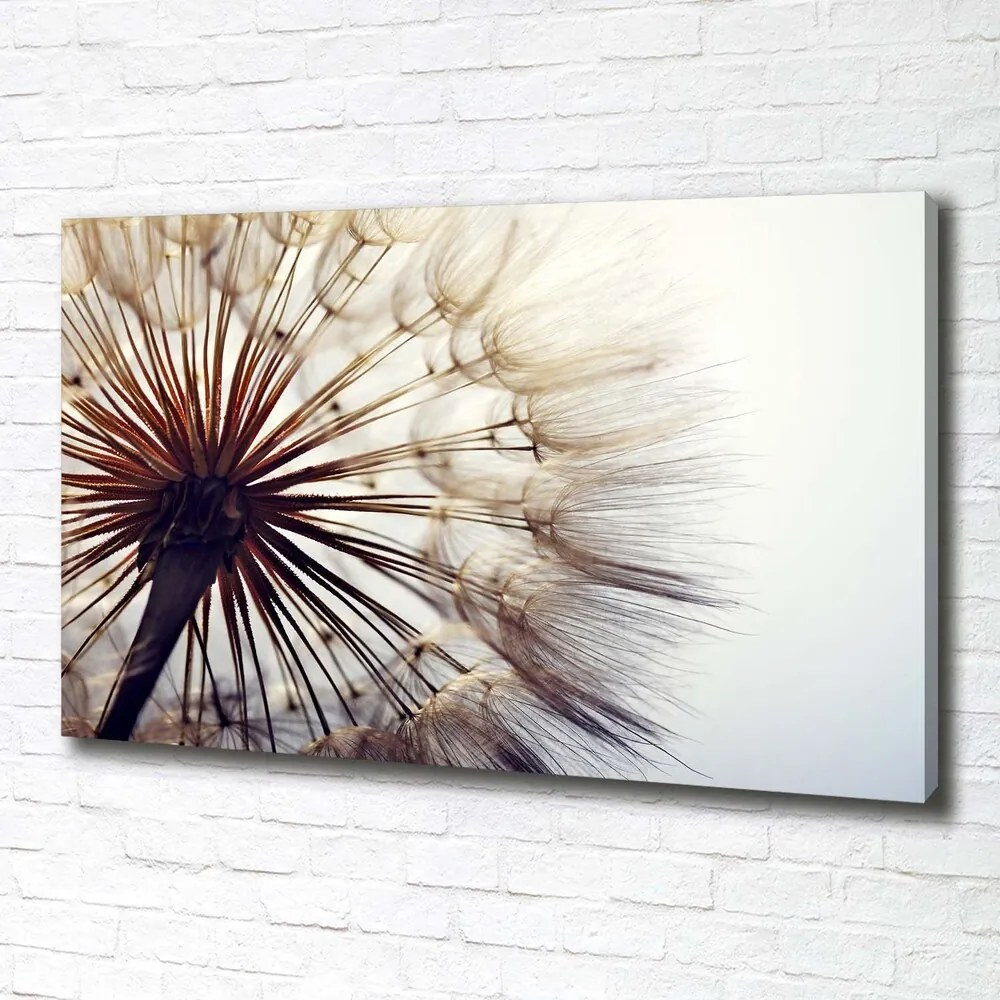 Tablou pe pânză canvas Păpădie