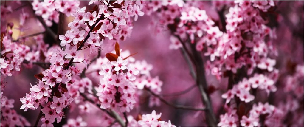 Tablou - Sakura roz (120x50 cm)