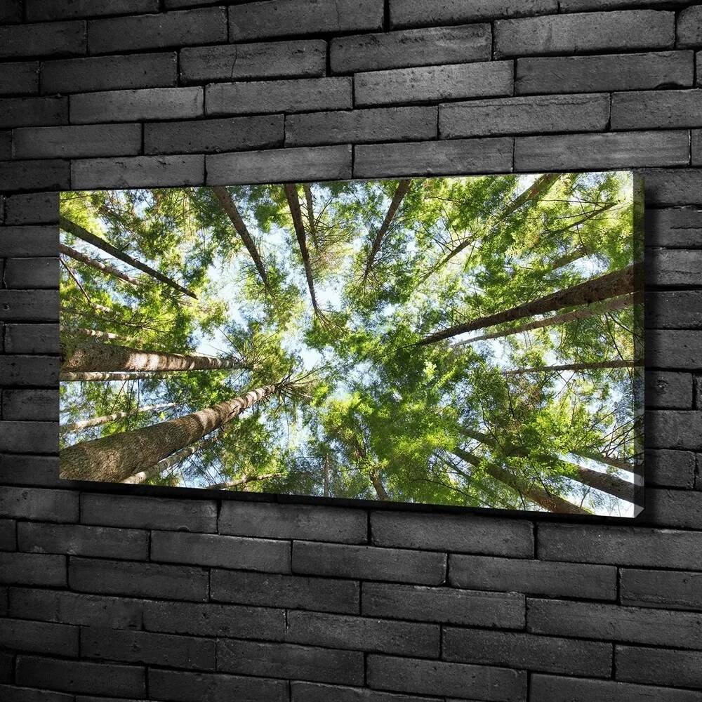 Imprimare tablou canvas Ramuri superioare ale unui copac