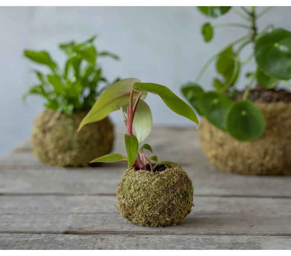 Ghiveci ø 9 cm Kokedama – Esschert Design