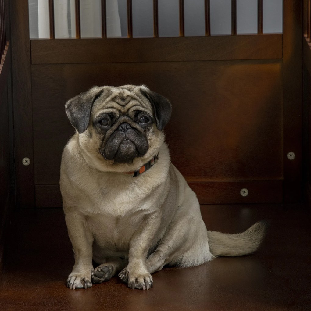 PawHut Cușcă pentru câini incl. încuietoare, suport ridicat, cutie de transport, 80,5 cm x 59,5 cm x 67,5 cm, Maro | Aosom Romania