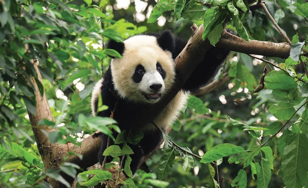 Fototapet - Panda (254x184 cm)