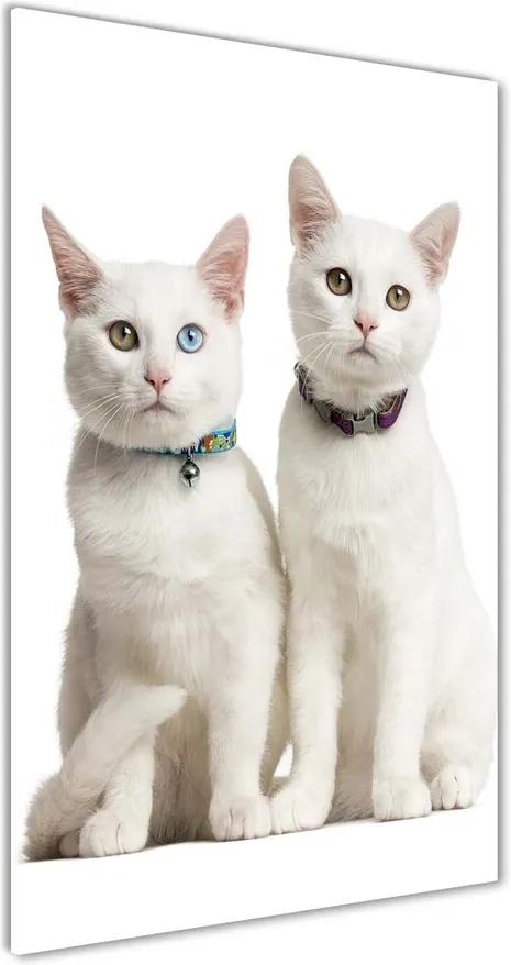 Tablou pe pe sticlă Două pisici albe
