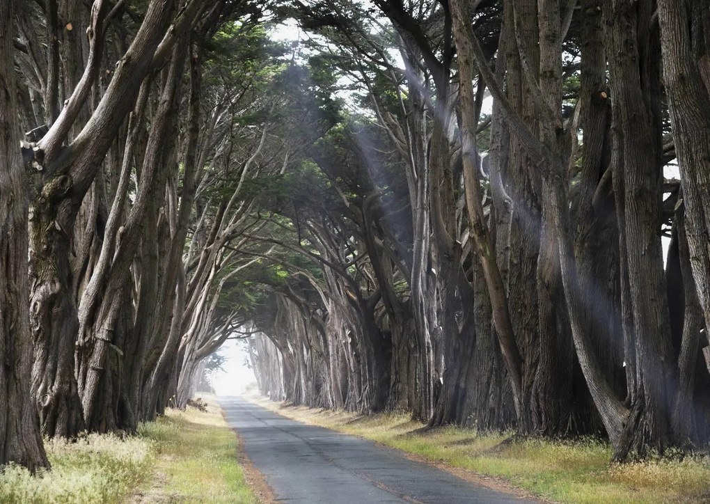 Fototapet. Cypress Tree Tunnel, CA. Art.01399