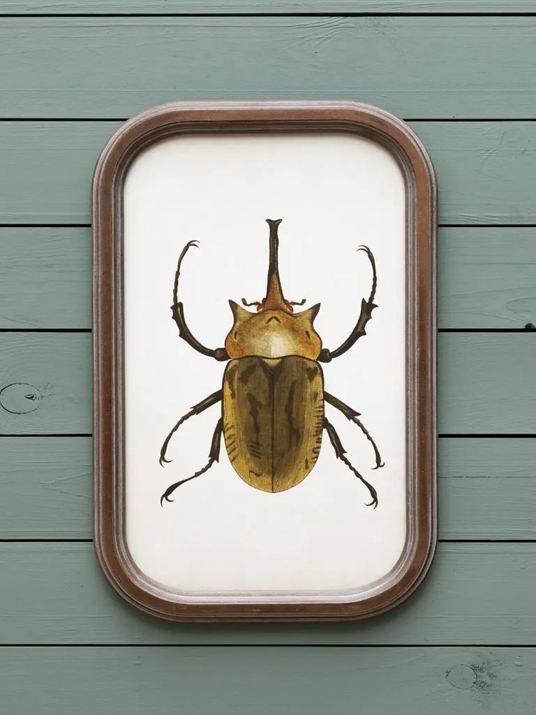 Set 9 tablouri cu insecte, cu rama din lemn de pin, Insects