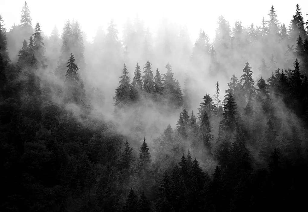 Fototapet - Pădurea în ceață (254x184 cm), în 8 de alte dimensiuni noi