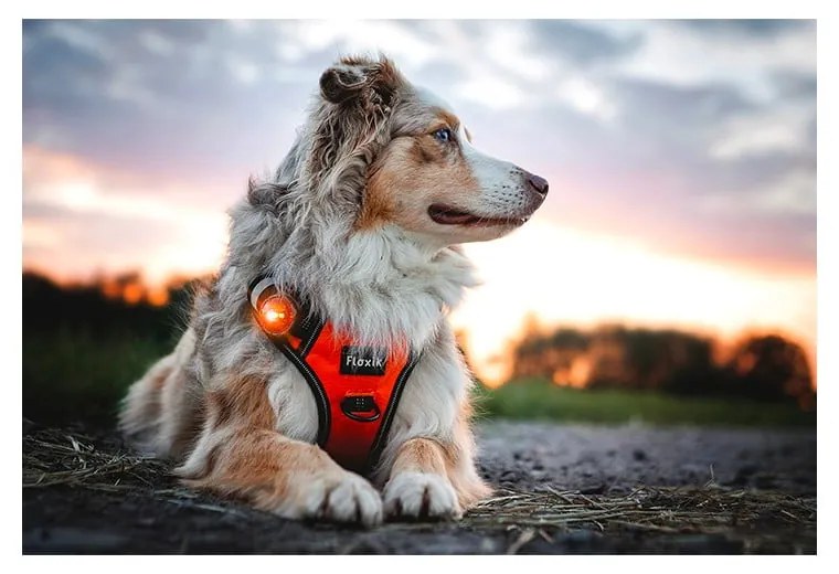 Lanternă LED pentru zgardă Amber – Orbiloc