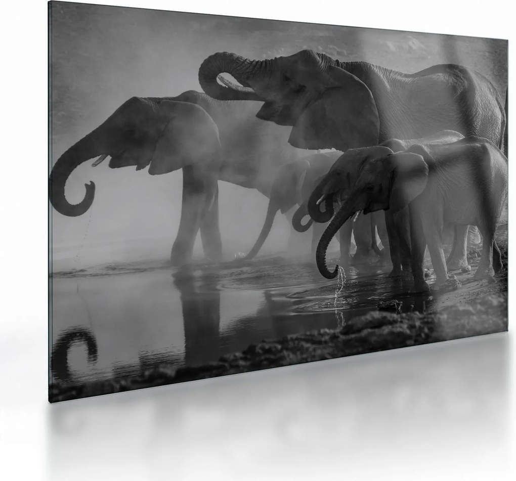 Tablou pe sticlă cu elefanți - albnegru (70x50 cm)