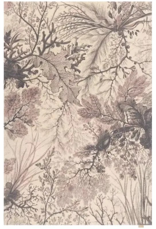 Covor lana Maritime Rose Selectează mărime: 230 X 340