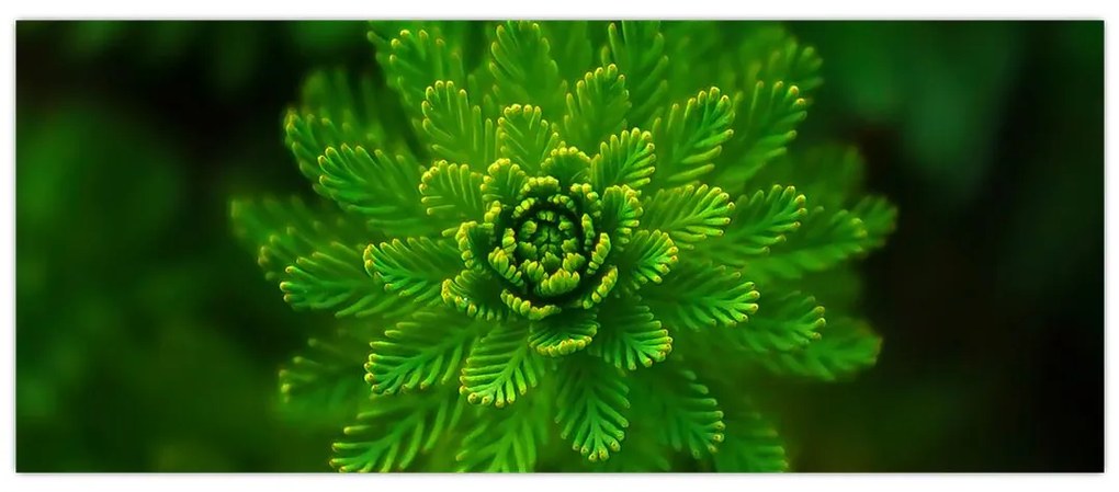 Tablou cu coniferi (120x50 cm)
