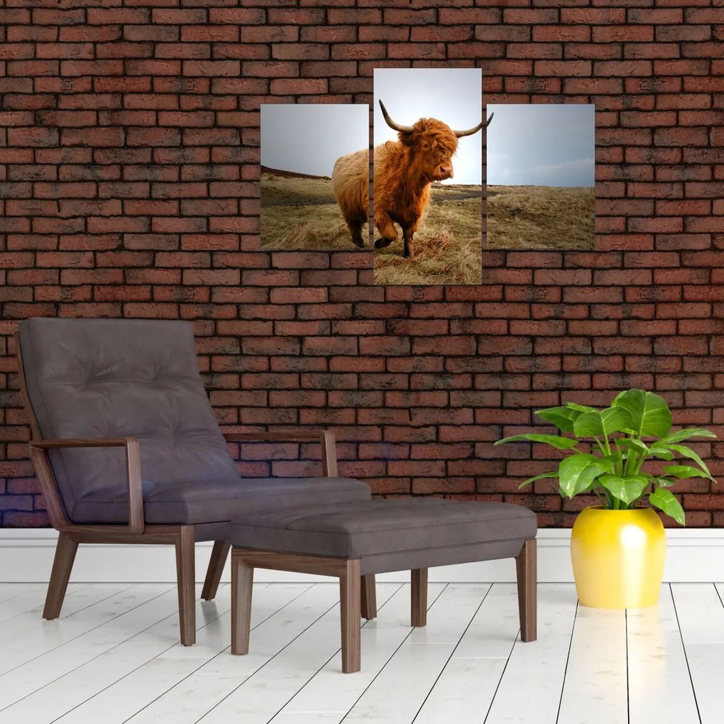 Tablou - Vaci scoțiene (90x60 cm)