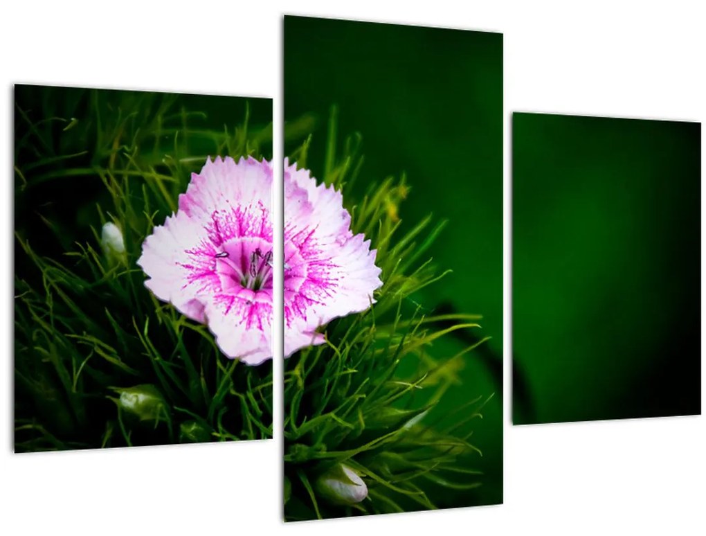 Tablou cu floare roz (90x60 cm)