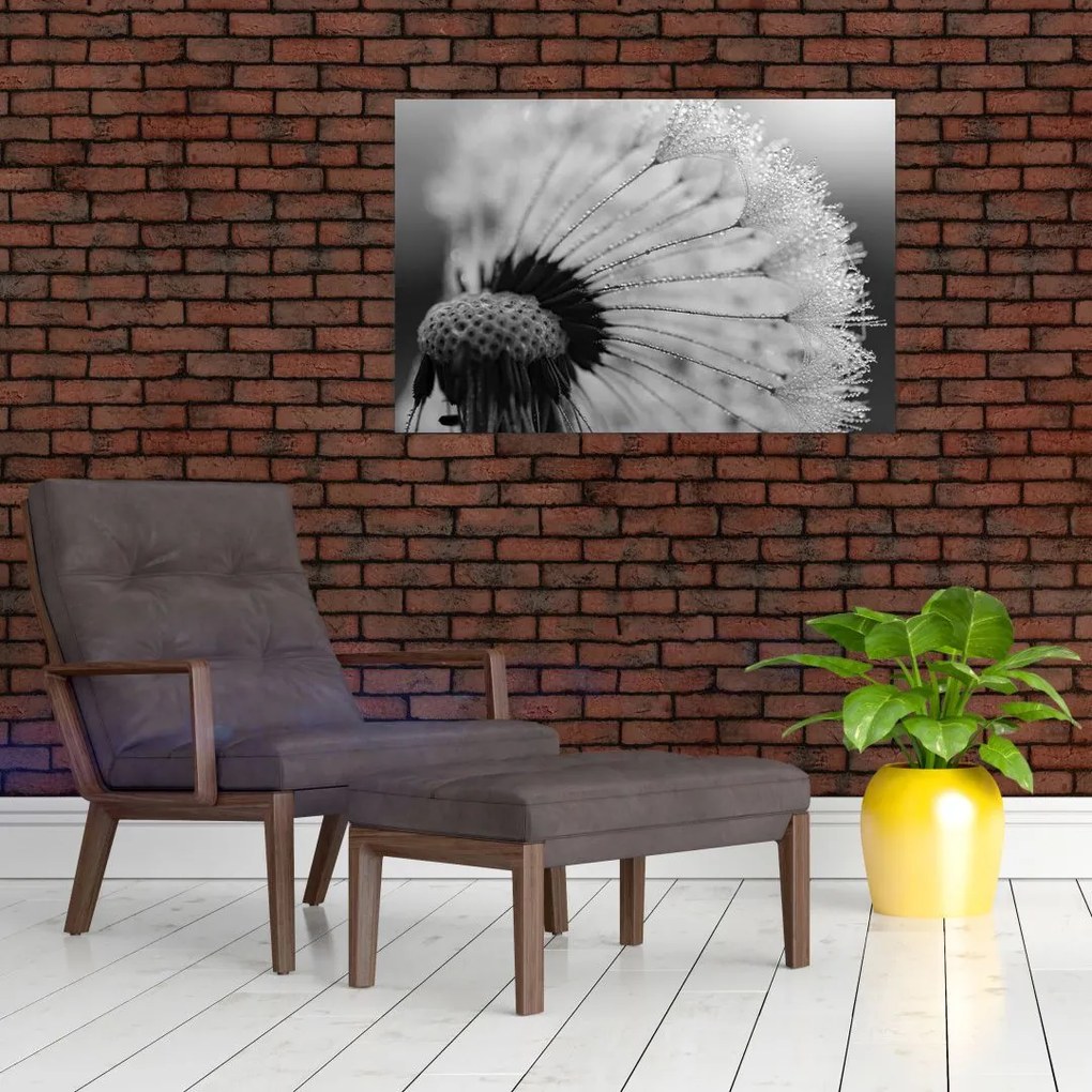 Tablou cu păpădie - albnegru (90x60 cm)