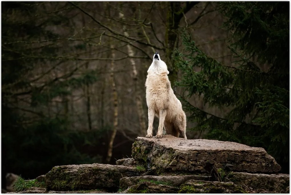 Tablou - Urletul lupului (90x60 cm)