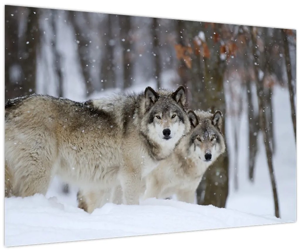 Tablou - Lupii în timpul iernii (90x60 cm)