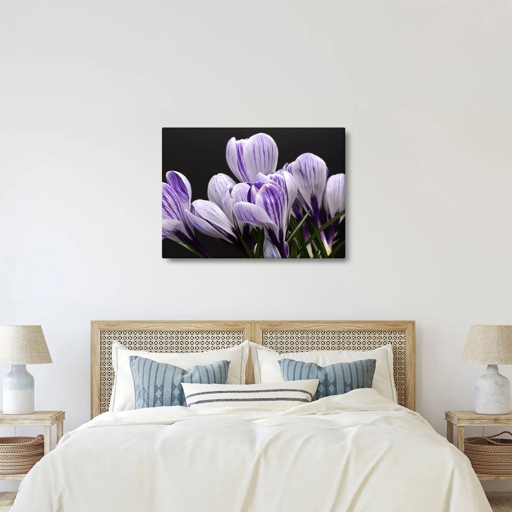 Tablou - Crocus violet (70x50 cm)